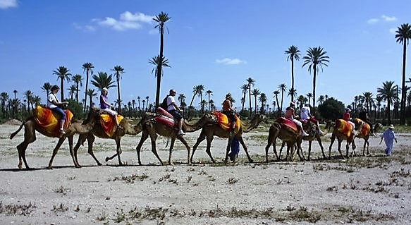 Ride camel Palmeraie Marrakech